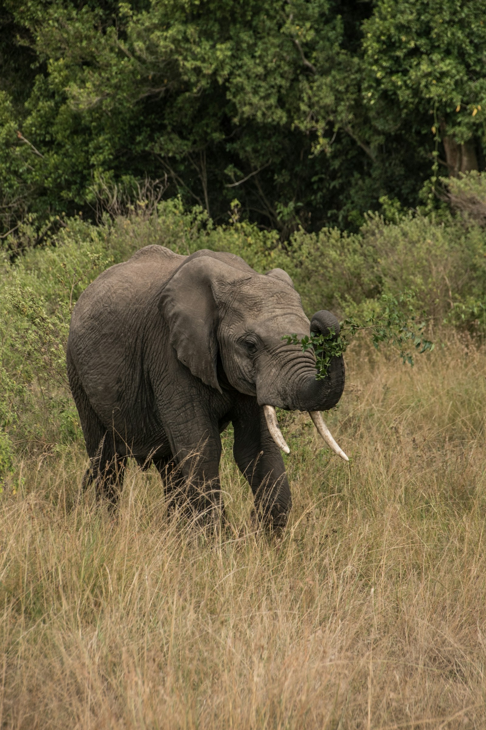 Samburu elephant encounters