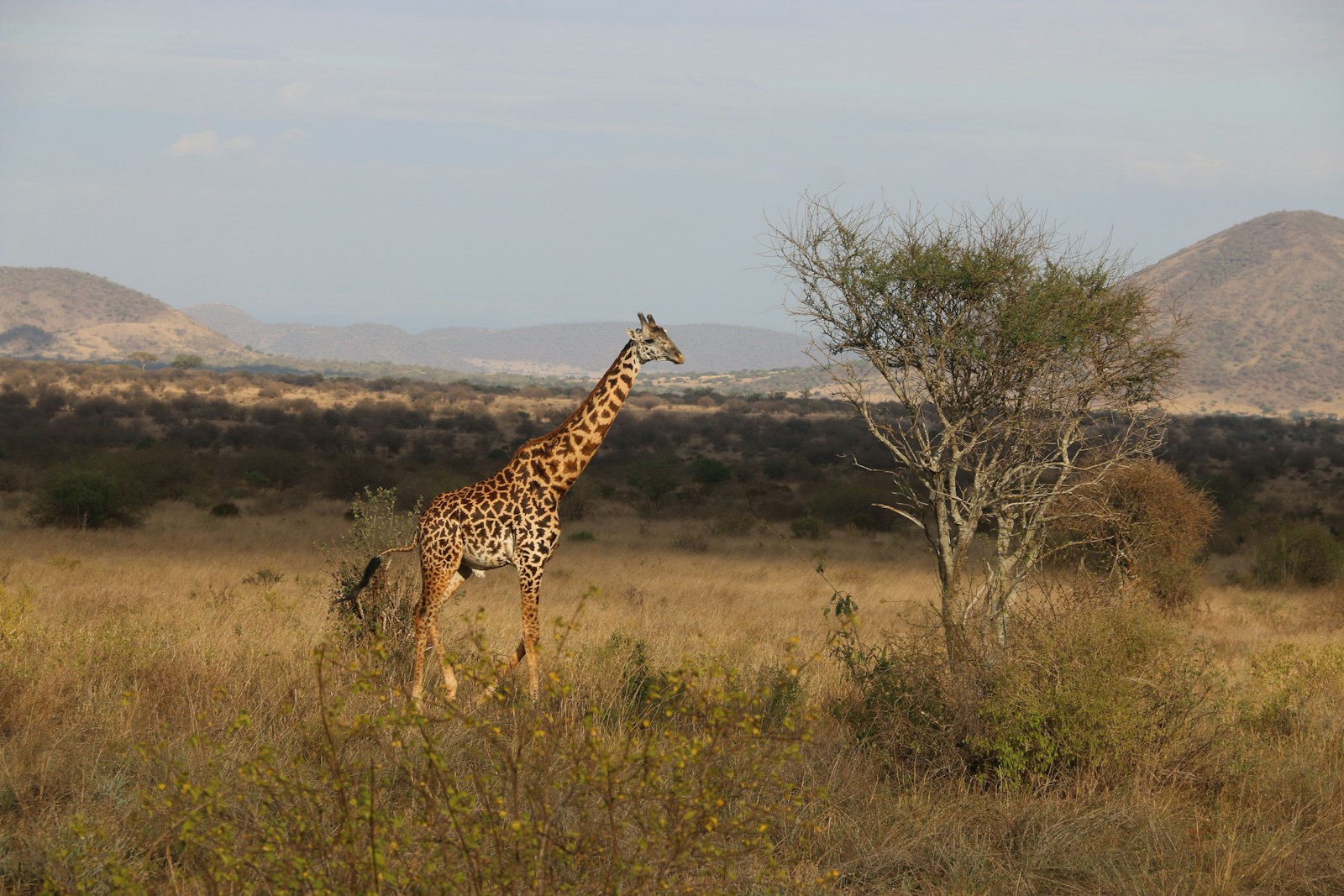 Masai Mara