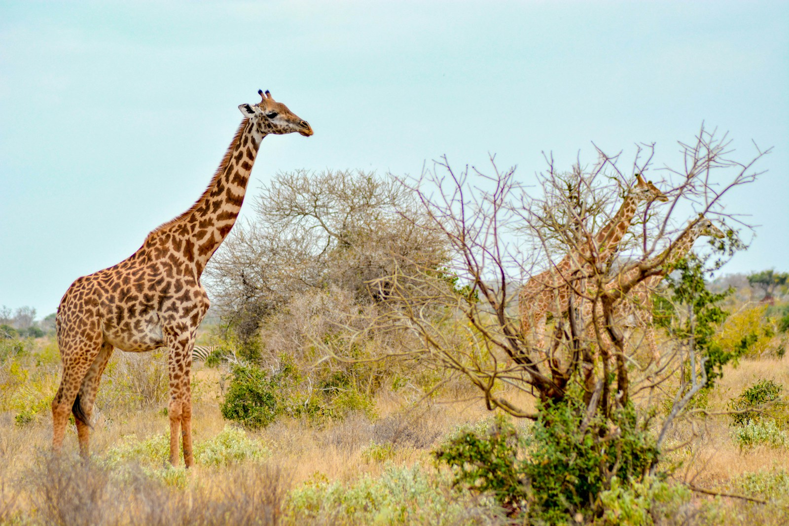 Amboseli & Tsavo